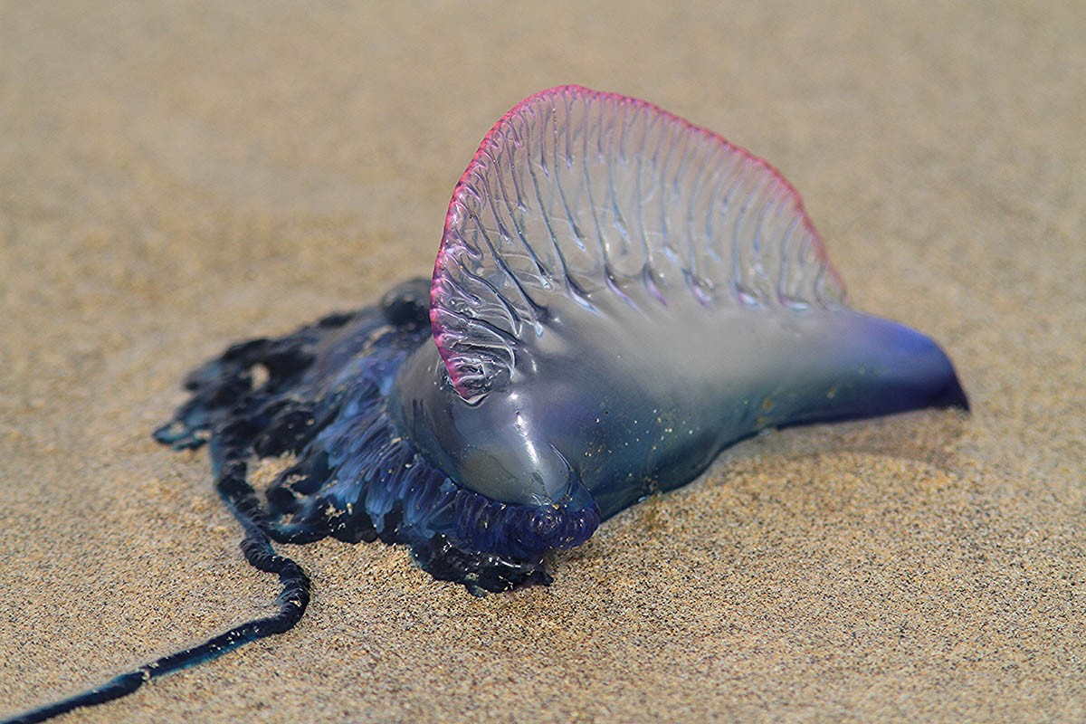 Кому-то это покажется хорошей идеей, но делать это при «укусе» медузы категорически нельзя: